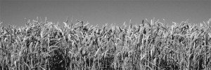 Sherman County Wheat
